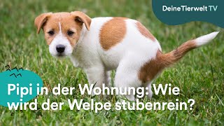 Pipi in der Wohnung Wie wird der Welpe stubenrein [upl. by Werna]