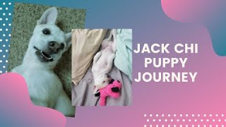 Getting my Jack Chi a JRT and Chihuahua mix [upl. by Trix]