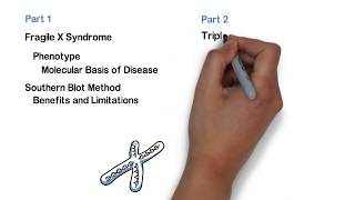 Repeat Expansion Diagnostic Techniques Part 1 Southern Blot [upl. by Tull737]