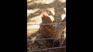 Mille Fleur Bantam Chicken egg song [upl. by Lehet]