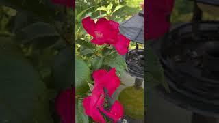 Robusta Rose Rugosa Bought it bare root from Walmart It’s for zones 5 to 10 🇺🇸 [upl. by Yrruc]