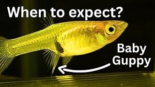 How to tell when Guppy will give birth 4 signs of Endler Guppies birth [upl. by Atin597]