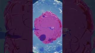 In vitro fertilization IVF animation medicalanimation ivf medstudent [upl. by Vanna]