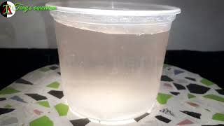 फ्री में डफ़निया घर पर कैसे तैयार करें How to prepare Daphnia at home for free Daphnia Culture [upl. by Llewen770]