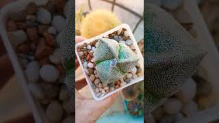 Astrophytum myriostigma f Tricostatum cactus Лучший подарок это растения [upl. by Elon]