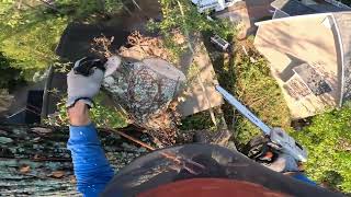 REMOVING OAK TREE LEANING OVER HOUSE [upl. by Kenwood]