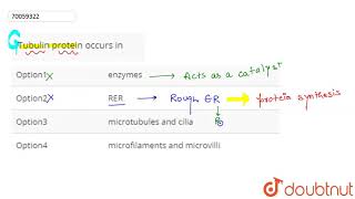 Tubulin protein occurs in [upl. by Ijan]