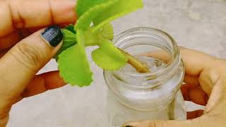 How to grow Ajwain Plant at home [upl. by Branen673]