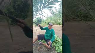 Kurma berbuah kurmakediri kurmabibitkurma 4u datepalm fyp masukberanda videoviral video [upl. by Fusuy]