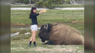 Despite warnings woman approaches bison for selfie in Yellowstone [upl. by Nickie434]