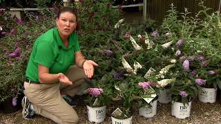 Pugster buddleia has beautiful flowers compact size [upl. by Alden]