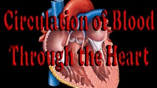 Circulation of Blood through the Heart [upl. by Adnirual897]