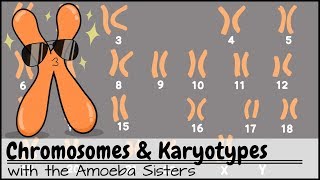 Chromosomes and Karyotypes [upl. by Grati607]