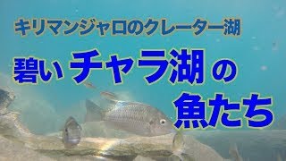 キリマンジャロ の麓に佇む小さな クレーター湖 「 チャラ湖 」に 生息する 熱帯魚 たち Lake CHALA [upl. by Calabresi]