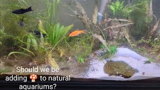 Tank Talks 20gal Natural Planted Tank Fungi Mycelium Discussion [upl. by Dorcy]