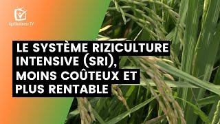 Le Système Riziculture Intensive SRI moins coûteux et plus rentable [upl. by Meras]