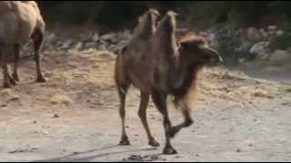 Bactrian camel [upl. by Nedia]