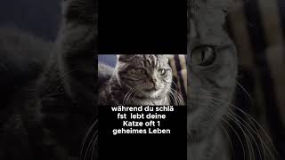 Das geheime Nachtleben deiner Katze  Katzenfakten [upl. by Lednem16]