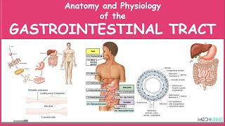 Anatomy and Physiology of the Gastrointestinal Tract Simplified [upl. by Albur]