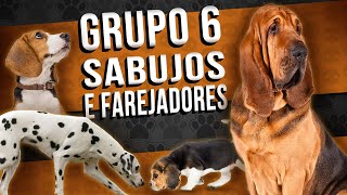 SABUJOS E FAREJADORES  Grupo 6 das raças caninas [upl. by Narud]