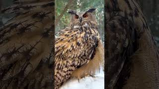 Eurasian Eagle Owl falconry owl [upl. by Aholah59]