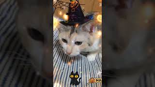 👻🎃HappyHalloween🎃👻 みゃーこ 猫のいる暮らし cat 保護猫 ハロウィン halloween [upl. by Lenssen776]