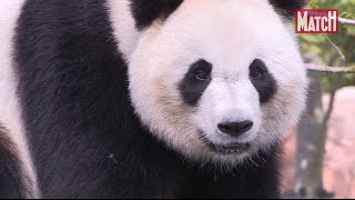 La vie de Huan Huan Panda star à Beauval [upl. by Trent887]