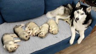 The Cutest Husky Puppies My Dogs are Fleeing From Puppies [upl. by Nawj]