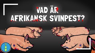 VAD ÄR AFRIKANSK SVINPEST [upl. by Daub842]