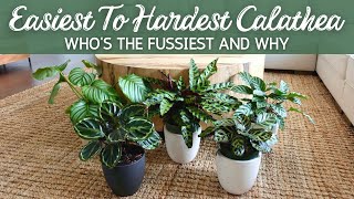 Hard to Easy Calathea  Whos the Fussiest and Why [upl. by Rochkind507]