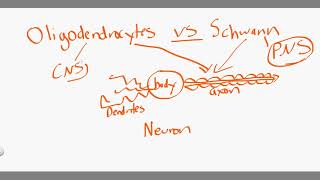 oligodendrocytes vs schwann [upl. by Akimyt587]