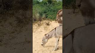 Donkeys brown very 💥excited in mypet [upl. by Neirual]