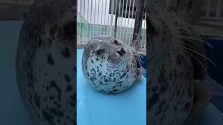 seal doing practically nothing seal sealy sealpup cuteseal funnyseal adorableseal funnyanimal [upl. by Norward]