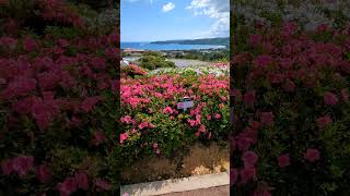 Higashi Village Azalea Festival  Okinawa Japan [upl. by Ylimme]