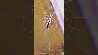 Long jawed orb weaver spider shortsvideo insectopedia123 Insectopedia123 [upl. by Joab]