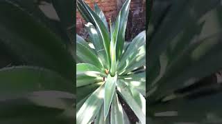 Agave americanaplantanatureza [upl. by Schrick]