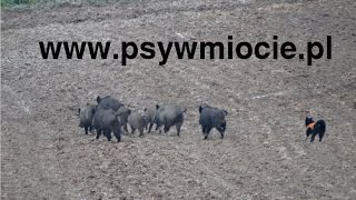 Polowanie zbiorowe na dziki z psami  Psy w miocie  Wild boar hunting with dogs [upl. by Swithin684]