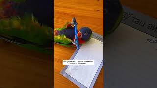 This girl saved a rainbow lorikeet and then this happened parrot babyparrot short [upl. by Liuka]