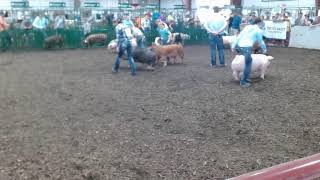 2024 Decatur County Fair Swine SHow [upl. by Eitten]