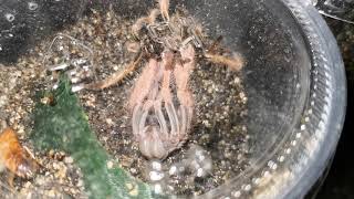 Megaphobema robustum sling molting [upl. by Childs]