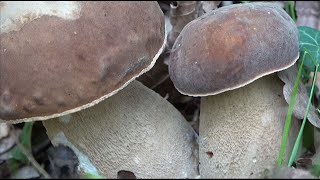 Ricas Setas comestible en julio  Delicious Edible Mushrooms in July [upl. by Mcgrody778]