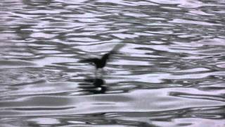 Wilsons petrels eating gentoo penguin fat Antarctica [upl. by Fulcher]