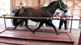 Horse on a treadmill [upl. by Kentigera]