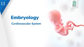 Embryology Lec11 Cardiovascular System [upl. by Steele]