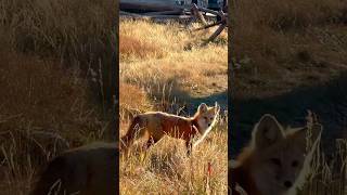 Wildlife Encounters at Grand Teton National Park grandtetons wildlife grandtetonnationalpark [upl. by Abehshtab]