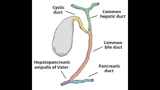 biliary treebiliary tractpathway of bile in bangla [upl. by Sivam]