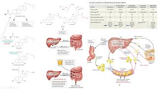 lipoproteinas sales biliares colesterol triglicéridos apoproteína quilomicrón VLDL IDL LDL HDL bioch [upl. by Blanche473]