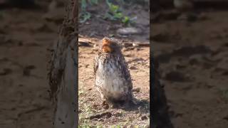 Hornbills are ant eaters birds hornbill shorts [upl. by Ynoep837]