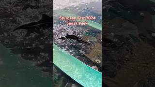 Sturgeon Fest 2024 Over 900 released into Tennessee River sturgeon fishing sturgeon lakesturgeon [upl. by Adnalra708]