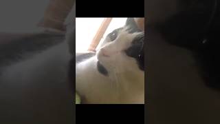 Funny Cats Talking Compilation 🐱 pt1 Shorts cats talkingcat [upl. by Yentterb]